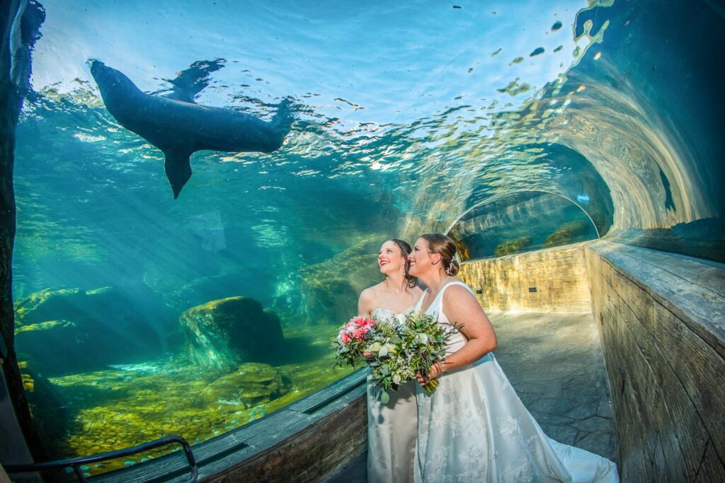Brides watching a seal swim
