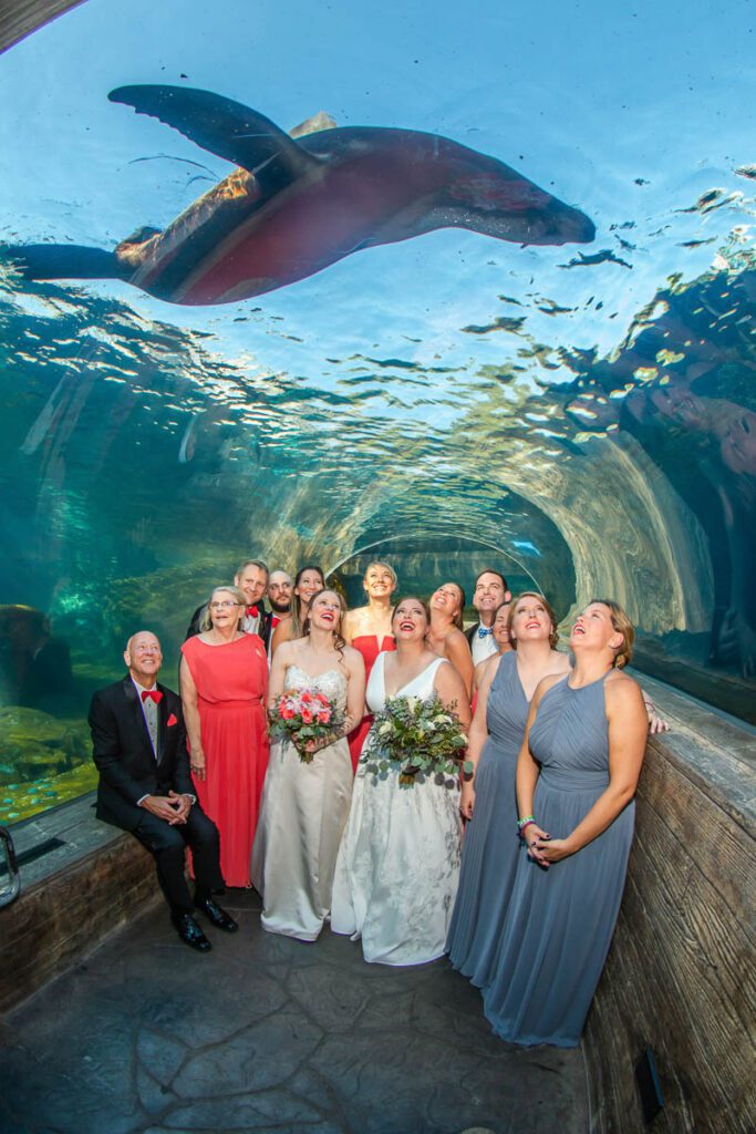 Brides and their attendants watching a seal swim