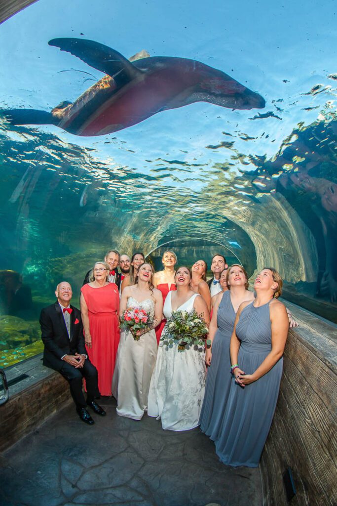 The brides and attendants watching the seal