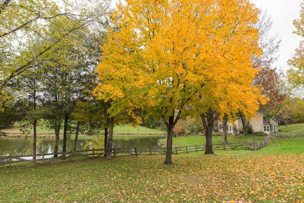 Two trees with yellow leaves